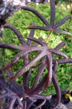 Peve's Starfish Japanese Maple - 7 Gallon Pot (7-8' HT) -Garden Plant Shop acer palmatum peves starfish japanese maple 3 1