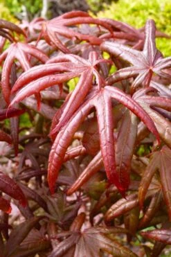Peve's Starfish Japanese Maple - 7 Gallon Pot (7-8' HT) -Garden Plant Shop acer palmatum peves starfish japanese maple 4 1