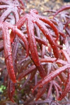 Peve's Starfish Japanese Maple - 7 Gallon Pot (7-8' HT) -Garden Plant Shop acer palmatum peves starfish japanese maple 9 1