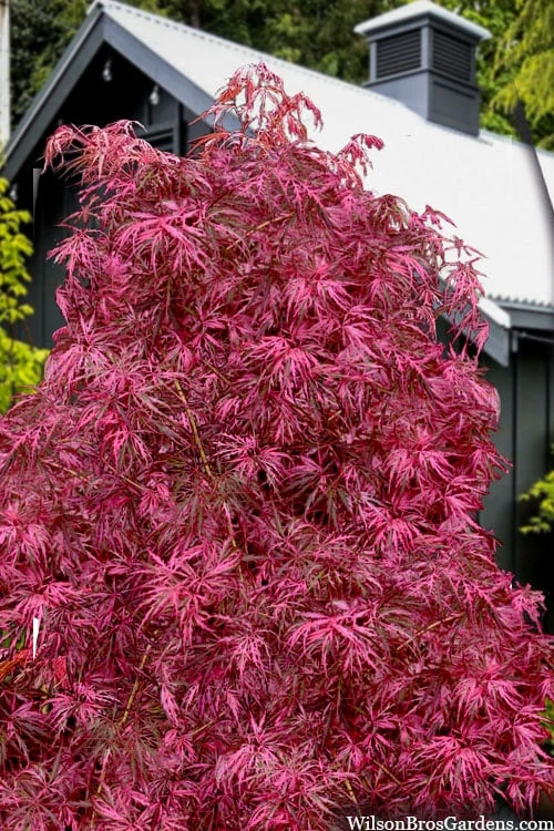 Pink Ballerina Japanese Maple - 3 Gallon Pot 1 Pink Ballerina Japanese Maple - 3 Gallon Pot