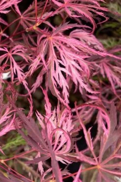 Pink Ballerina Japanese Maple - 2 Gallon Pot 8 Pink Ballerina Japanese Maple - 2 Gallon Pot -Garden Plant Shop acer palmatum pink ballerina 3 1