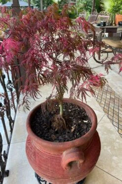 Pink Ballerina Japanese Maple - 2 Gallon Pot 9 Pink Ballerina Japanese Maple - 2 Gallon Pot -Garden Plant Shop acer palmatum pink ballerina japanese maple 4 1