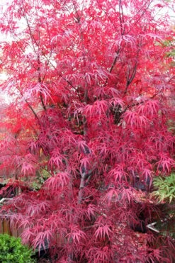 Pung Kil Japanese Maple - 3 Gallon Pot -Garden Plant Shop acer palmatum pung kil japanese maple 1 1