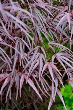 Pung Kil Japanese Maple - 3 Gallon Pot -Garden Plant Shop acer palmatum pung kil japanese maple 2