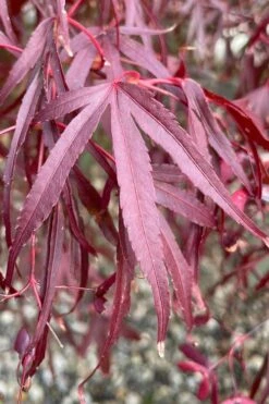 Pung Kil Japanese Maple - 3 Gallon Pot -Garden Plant Shop acer palmatum pung kil japanese maple 3