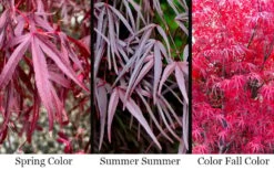 Pung Kil Japanese Maple - 3 Gallon Pot -Garden Plant Shop acer palmatum pung kil japanese maple 4