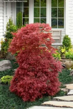 Red Filigree Lace Weeping Japanese Maple - 2 Gallon Pot -Garden Plant Shop acer palmatum red filigree japanese maple 10 1