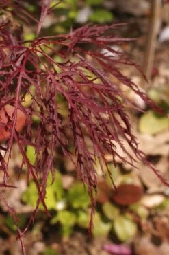 Red Filigree Lace Weeping Japanese Maple - 3 Gallon Pot -Garden Plant Shop acer palmatum red filigree japanese maple 2 1