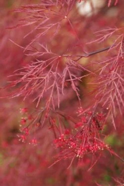 Red Filigree Lace Weeping Japanese Maple - 3 Gallon Pot -Garden Plant Shop acer palmatum red filigree japanese maple 4 1