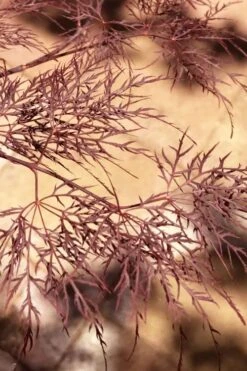 Red Filigree Lace Weeping Japanese Maple - 2 Gallon Pot -Garden Plant Shop acer palmatum red filigree japanese maple 5