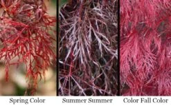 Red Filigree Lace Weeping Japanese Maple - 3 Gallon Pot -Garden Plant Shop acer palmatum red filigree japanese maple 7 1