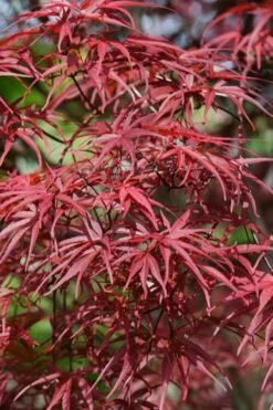 Red Pygmy Japanese Maple - 2 Gallon Pot -Garden Plant Shop acer palmatum red pygmy japanese maple 10 1
