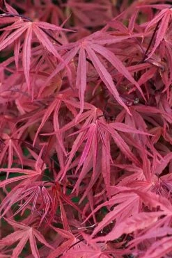 Red Pygmy Japanese Maple - 3 Gallon Pot -Garden Plant Shop acer palmatum red pygmy japanese maple 2