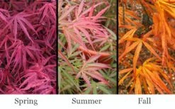 Red Pygmy Japanese Maple - 2 Gallon Pot -Garden Plant Shop acer palmatum red pygmy japanese maple 3 1