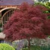 Red Pygmy Japanese Maple - 3 Gallon Pot