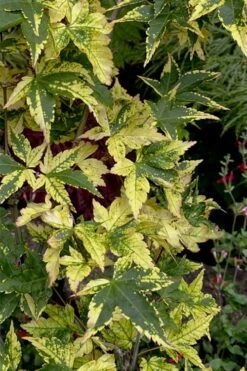 Sagara Nishiki Japanese Maple - 3 Gallon Pot 11 Sagara Nishiki Japanese Maple - 3 Gallon Pot -Garden Plant Shop acer palmatum sagara nishiki japanese maple 7 1