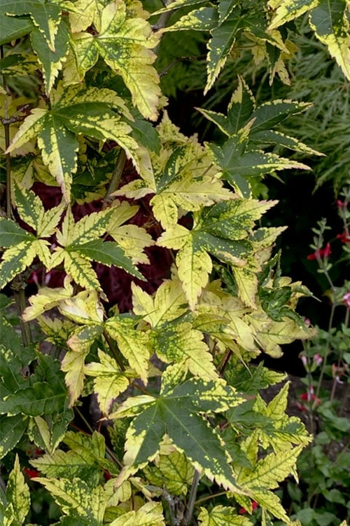 Sagara Nishiki Japanese Maple - 2 Gallon Pot 6 Sagara Nishiki Japanese Maple - 2 Gallon Pot - Image 6