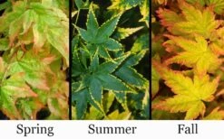 Sagara Nishiki Japanese Maple - 3 Gallon Pot 9 Sagara Nishiki Japanese Maple - 3 Gallon Pot -Garden Plant Shop acer palmatum sagara nishiki japanese maple 8 1