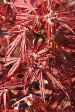 Scarlet Princess Dwarf Japanese Maple - 3 Gallon Pot -Garden Plant Shop acer palmatum scarlet princess 3