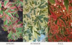 Beni Schichihenge Japanese Maple - 5 Gallon Pot -Garden Plant Shop acer palmatum schichihenge japanese maple 3