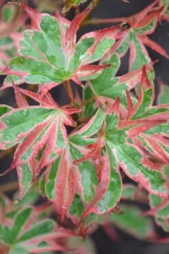Beni Schichihenge Japanese Maple - 5 Gallon Pot -Garden Plant Shop acer palmatum schichihenge japanese maple 4