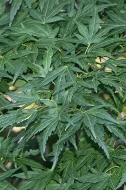 Seiun Kaku Japanese Maple - 3 Gallon Pot -Garden Plant Shop acer palmatum seiun kaku japanese maple 11