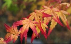 Seiun Kaku Japanese Maple - 3 Gallon Pot -Garden Plant Shop acer palmatum seiun kaku japanese maple 13
