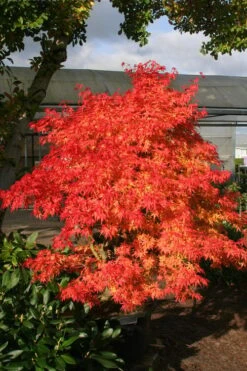 Seiun Kaku Japanese Maple - 3 Gallon Pot -Garden Plant Shop acer palmatum seiun kaku japanese maple 15