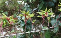 Seiun Kaku Japanese Maple - 3 Gallon Pot -Garden Plant Shop acer palmatum seiun kaku japanese maple 3