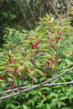 Seiun Kaku Japanese Maple - 3 Gallon Pot -Garden Plant Shop acer palmatum seiun kaku japanese maple 4