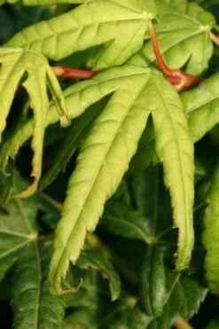 Seiun Kaku Japanese Maple - 3 Gallon Pot -Garden Plant Shop acer palmatum seiun kaku japanese maple 6