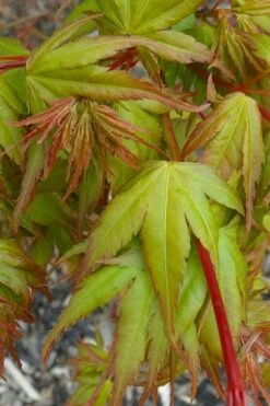 Sekka Yatsubusa Japanese Maple - 3 Gallon Pot -Garden Plant Shop acer palmatum sekka yatsubusa japanese maple 1