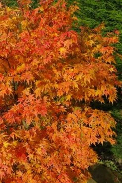 Sekka Yatsubusa Japanese Maple - 3 Gallon Pot -Garden Plant Shop acer palmatum sekka yatsubusa japanese maple 3