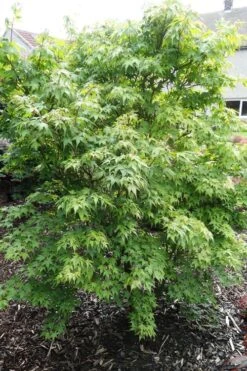 Sekka Yatsubusa Japanese Maple - 3 Gallon Pot -Garden Plant Shop acer palmatum sekka yatsubusa japanese maple 4