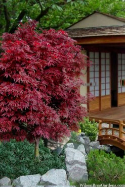 Shaina Dwarf Red Japanese Maple - 3 Gallon Pot -Garden Plant Shop acer palmatum shaina japanese maple 11