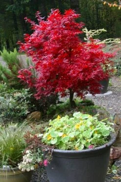 Shaina Dwarf Red Japanese Maple (Single Trunk / Standard) - 5 Gallon Pot 9 Shaina Dwarf Red Japanese Maple (Single Trunk / Standard) - 5 Gallon Pot -Garden Plant Shop acer palmatum shaina japanese maple 12 4