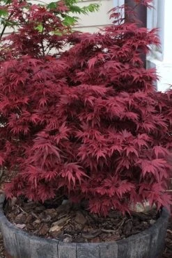 Shaina Dwarf Red Japanese Maple - 3 Gallon Pot