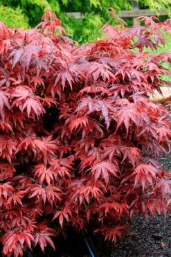 Shaina Dwarf Red Japanese Maple - 7 Gallon Pot (3.5 To 4.5') -Garden Plant Shop acer palmatum shaina japanese maple 7 1