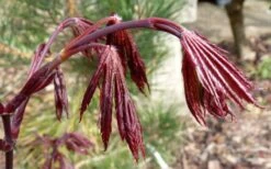 Trompenburg Japanese Maple - 5 Gallon Pot -Garden Plant Shop acer palmatum shirasawanum trompenburg japanese maple 1
