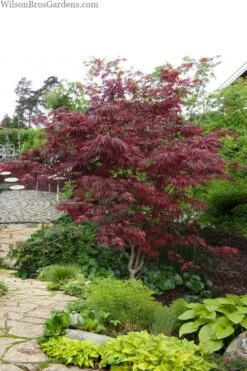 Trompenburg Japanese Maple - 5 Gallon Pot -Garden Plant Shop acer palmatum shirasawanum trompenburg japanese maple 10