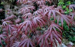 Trompenburg Japanese Maple - 5 Gallon Pot -Garden Plant Shop acer palmatum shirasawanum trompenburg japanese maple 2