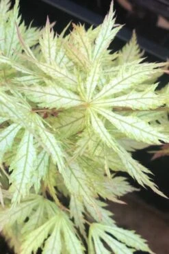 Sister Ghost Japanese Maple - 3 Gallon Pot (4-5') -Garden Plant Shop acer palmatum sister ghost japanese maple 12 1