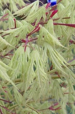 Sister Ghost Japanese Maple - 3 Gallon Pot (4-5')