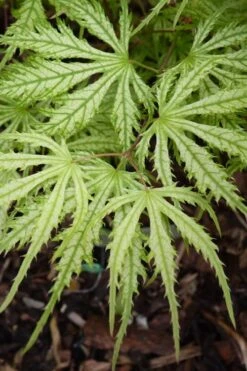 Sister Ghost Japanese Maple - 3 Gallon Pot (3-4') -Garden Plant Shop acer palmatum sister ghost japanese maple 14