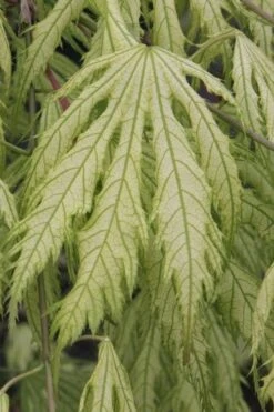 Sister Ghost Japanese Maple - 3 Gallon Pot (4-5') -Garden Plant Shop acer palmatum sister ghost japanese maple 2 1