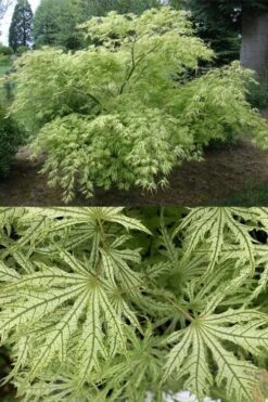 Sister Ghost Japanese Maple - 3 Gallon Pot (4-5') -Garden Plant Shop acer palmatum sister ghost japanese maple 5 1