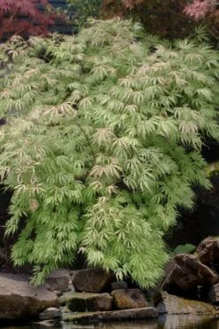 Sister Ghost Japanese Maple - 3 Gallon Pot (3-4') -Garden Plant Shop acer palmatum sister ghost japanese maple 8