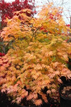 Sister Ghost Japanese Maple - 3 Gallon Pot (3-4') -Garden Plant Shop acer palmatum sister ghost japanese maple 9