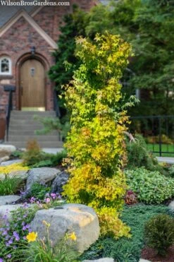 Skyscraper Columnar Japanese Maple - 1 Gallon Pot -Garden Plant Shop acer palmatum skyscraper japanese maple 4