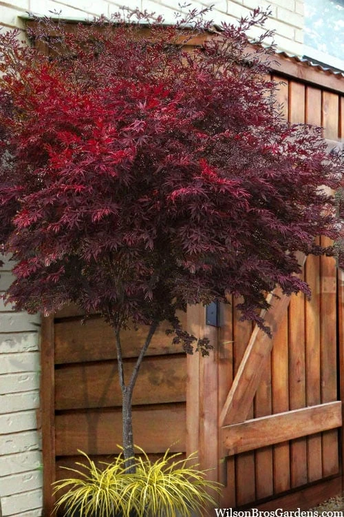 Suminagashi Red Leaf Japanese Maple - 5 Gallon Pot 1 Suminagashi Red Leaf Japanese Maple - 5 Gallon Pot